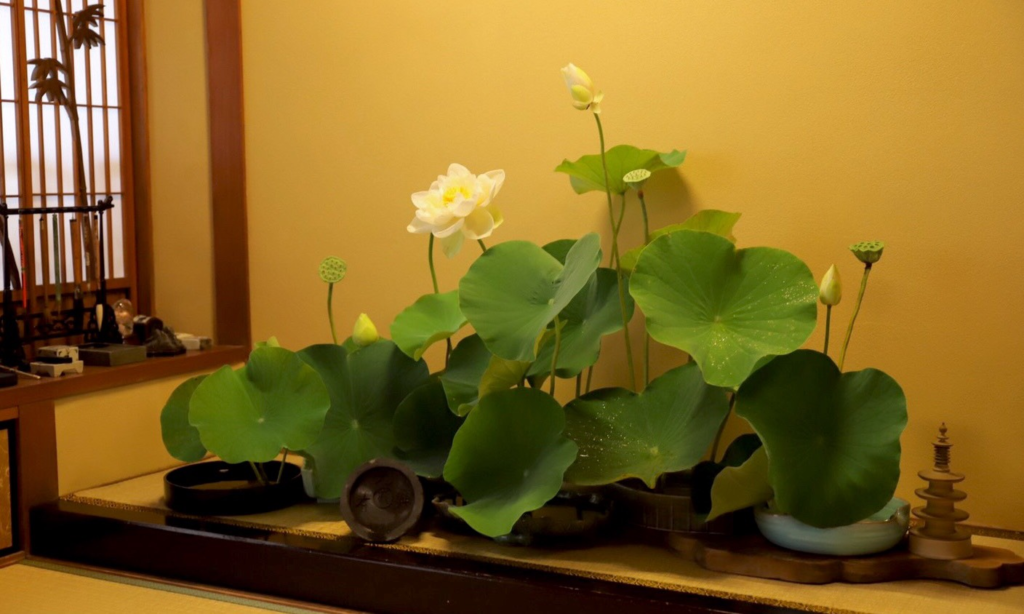 奈良　nara 三五夜　隠れ家　茶室　にじり口　月釜　茶会　茶席　茶道　抹茶　濃茶　薄茶　続き薄　蓮　ハス　蓮華　荷葉　蓮台　いけばな　生け花　水揚げ　床の間　床花　待合　ロータス　lotus　切り絵　切り絵作品　切り絵作家　石賀直之　扇　扇面賞　鷹　JR奈良駅　徒歩　2分　三網田　白蓮